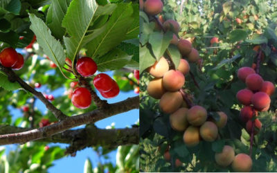 Al via il progetto “Adotta un albero”