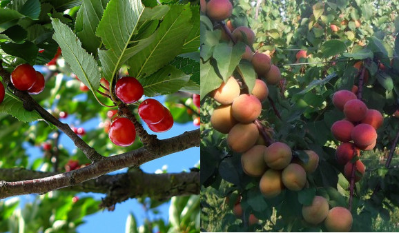 Al via il progetto “Adotta un albero”