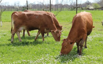 Un parmigiano di qualità dalle vacche rosse reggiane