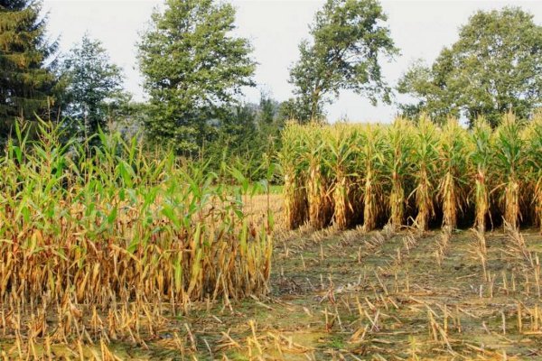 Una alimentazione sana senza pesticidi, se ne discute a Primola