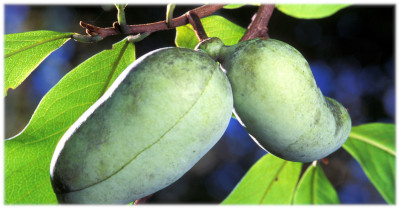 Dalla Valle delle albicocche arriva l’Asimina triloba (Banano di montagna)