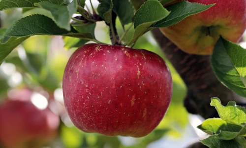 Albicocco, Ciliegio e ora melo: adotta un albero!